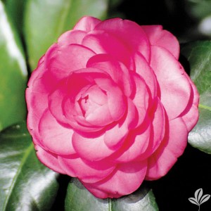 Pink Princess Sasanqua Camellia, Camellia sasanqua 'Pink Princess'